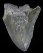 Serrated Fossil Megalodon Tooth - Cyber Monday Deal! #52996-1
